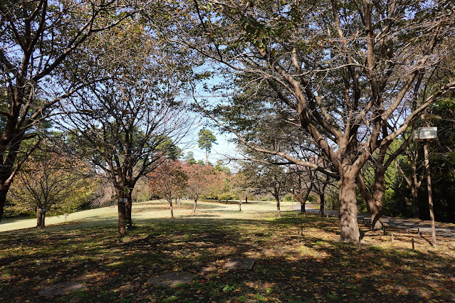 鳥取県西伯郡南部町鶴田　とっとり花回廊　秋の桜の広場