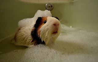 cobayo, cui, cobaya, cuyo tomando un baño