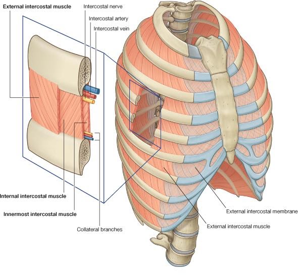 Musculos paraesternales