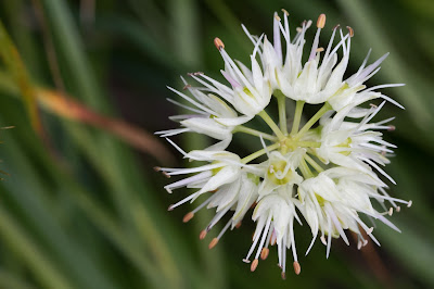 Allium ochroleucum – (Aglio giallognolo)