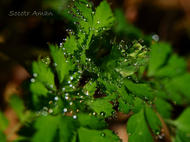 Corydalis incisa