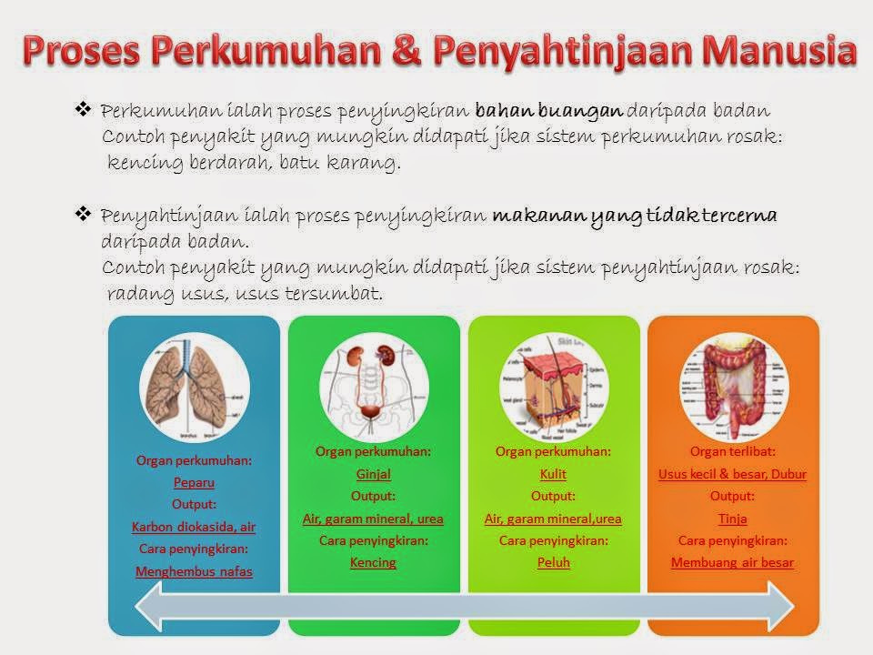 Education Made Fun Science Yr 4 Proses Hidup Manusia 