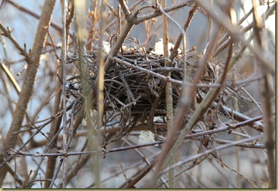Nest1