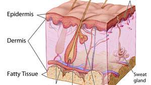 Struktur lapisan kulit, epidermis, dermis, hipodermis, kulit ari, lapisan jangat, tanduk, lapisan lemak kulit, fatty tissue