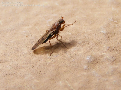 http://www.biodiversidadvirtual.org/insectarium/Opomyza-florum-%28Fabricius-1794%29-img534823.html