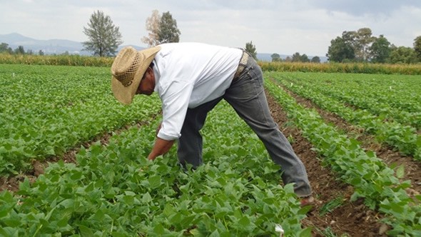 Beneficiarán a 400 productores en Zapo