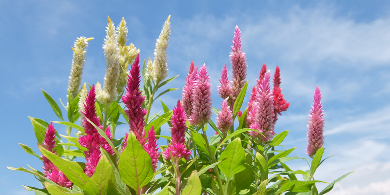 彩色花塔 羽毛雞冠花和服 年8月桌布 園藝部落格 Igarden 花寶愛花園園藝文摘plus