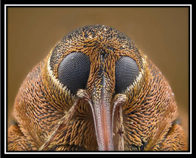 Olympus BioScapes competition: Weevil head