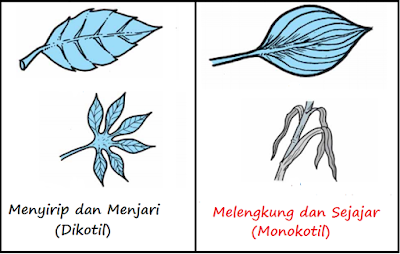  Ciri Ciri dan Klasifikasi Kingdom Plantae  Pengertian, Ciri Ciri dan Klasifikasi Kingdom Plantae (Tumbuhan)