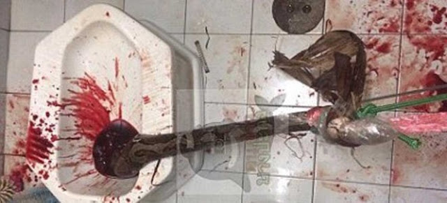 Τρόμος στην τουαλέτα ~ Πύθωνας τού δάγκωσε το… πέος vid