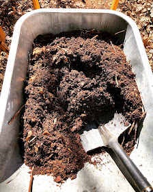 Itse tehtyä kompostimultaa kottikärryissä