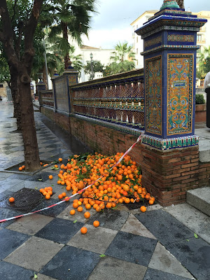 workers collecting oranges in Plaza Alta (Algeciras)