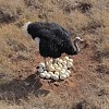  Ostrich eggs Health Benefits