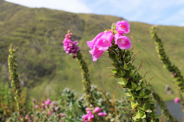 Foxgloves Ardgroom