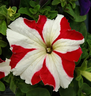 petunia hybrida