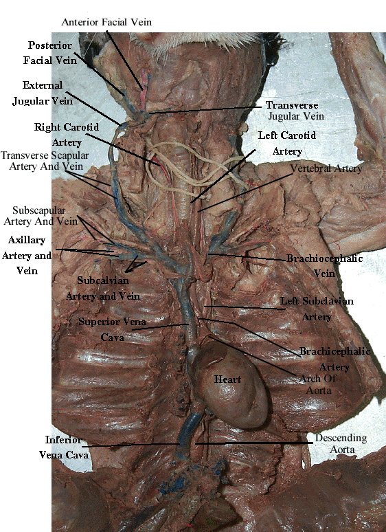 circulatory system veins and arteries. circulatory system veins and