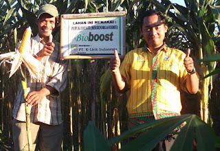 Aplikasi pupuk hayati bioboost k-link pada tanaman jagung