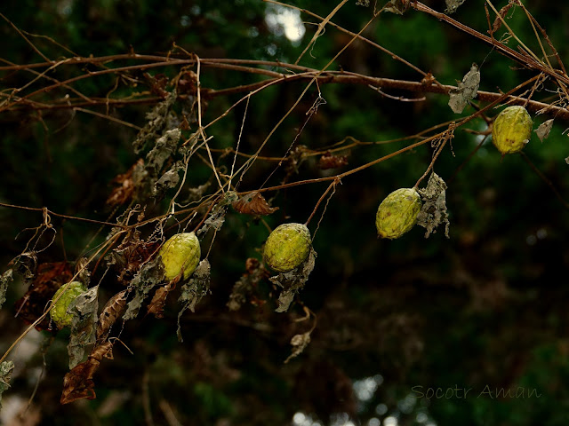 Trichosanthes kirilowii