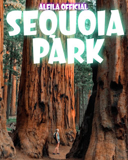 United States Sequoia National Park - Reviews, Ticket Prices, Opening Hours, Locations And Activities [Latest]