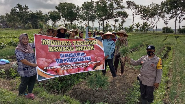 Pak Bhabin Polsek Kuwarasan ikut Panen Raya Bawang Merah di Desa Wonoyoso