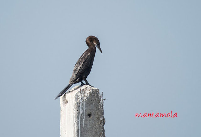 Little Cormorant (Phalacrocorax niger)