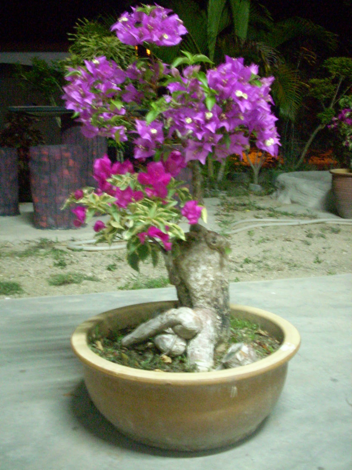 Collection of Cara Membuat Bonsai  Bunga  Kertas  Bougenville 