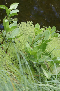 Menyanthes Trèfle d'eau - Menyanthes trifoliata