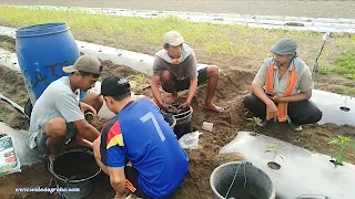 Melihat dari Dekat Lahan Pertanian Urutsewu Kebumen