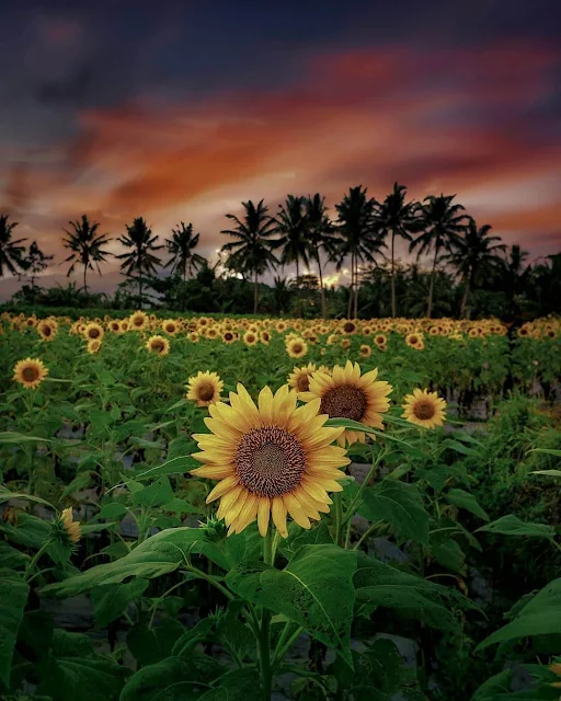 kebun bunga matahari magelang