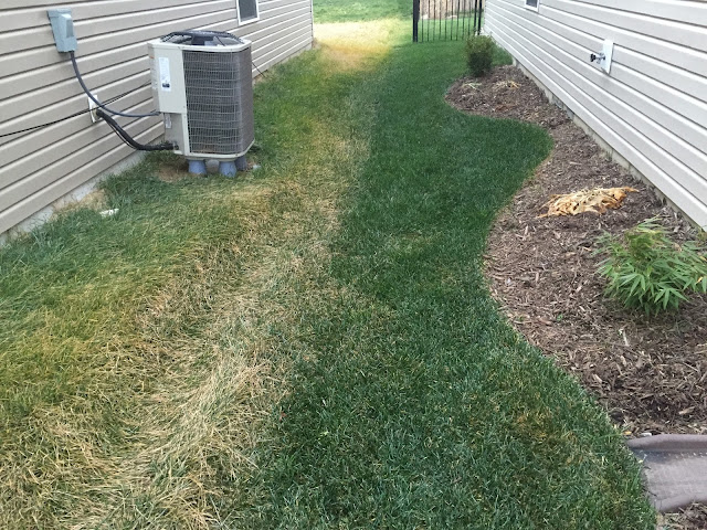 green grass next to yellow grass