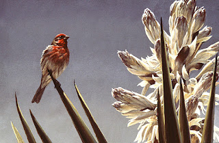 House Finch and Yucca, 1984