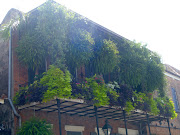 Overgrown balcony