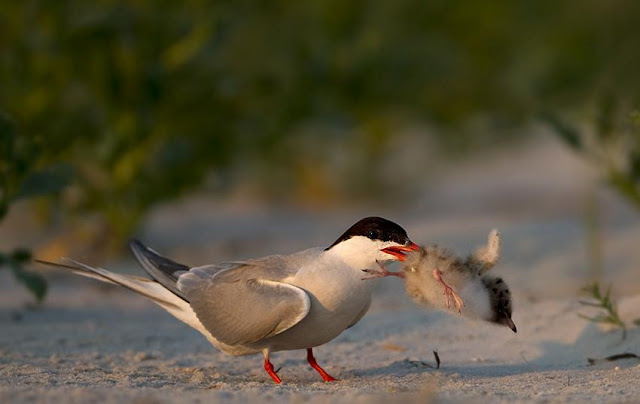 beautiful birds pictures