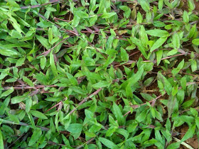 JUAL RUMPUT TAMAN,TUKANG RUMPUT TAMAN