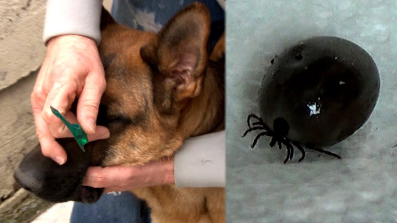What Can Ticks Do To Dogs