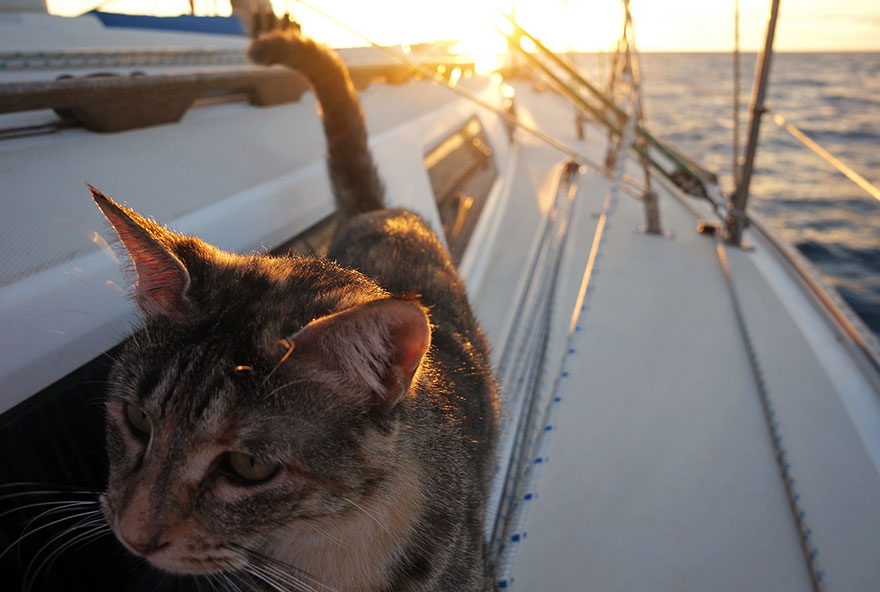 “She swam around the back of the boat and climbed up the ladder” - Couple Quits Jobs And Sells Everything To Travel The World With Their Cat