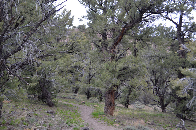 dirt path among the trees