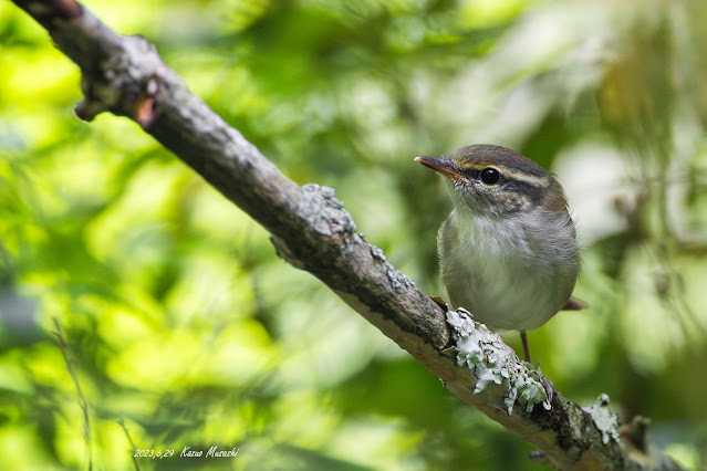 北海道で出会った野鳥　エゾムシクイらしき写真　その３