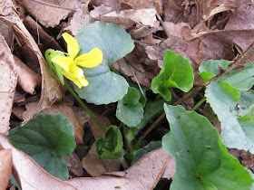 yellow violet