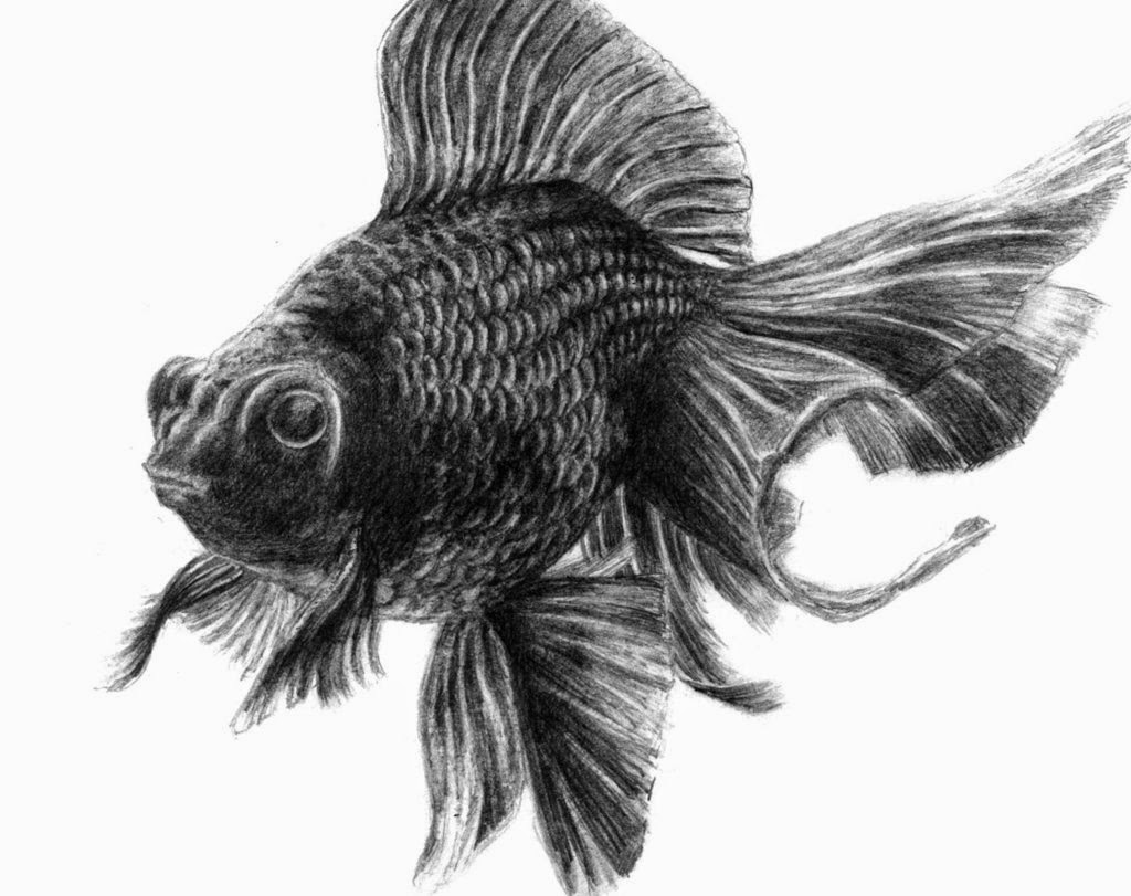 Sketsa Ikan Dengan Pensil Gambar Pemandangan