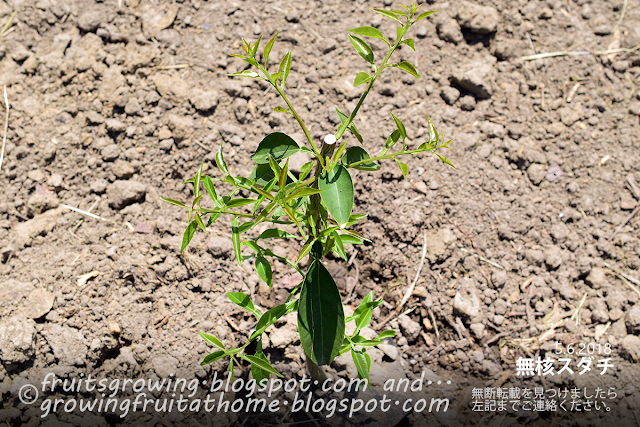 無核スダチの苗木の植え付け