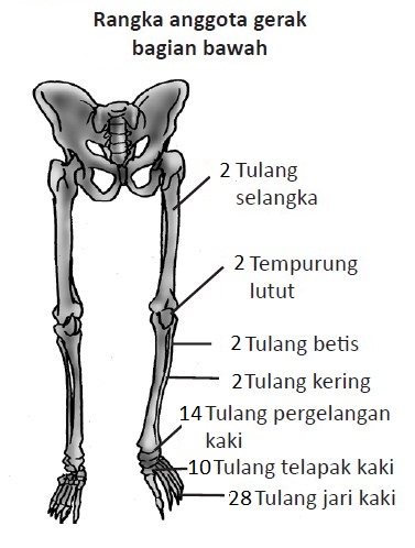 Materi Sistem Gerak pada Manusia (Rangka, Tulang, Otot dan 