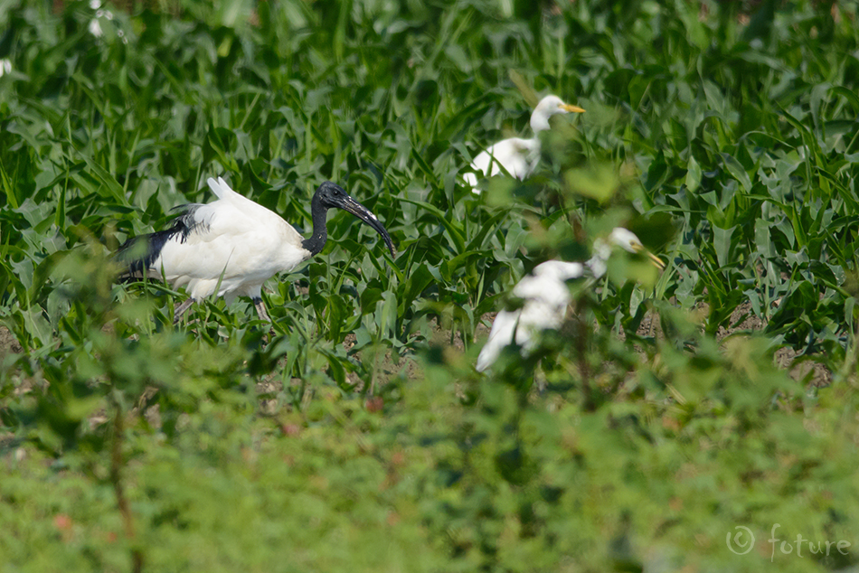 Pühaiibis, Threskiornis aethiopicus aethiopicus, Sacred Ibis