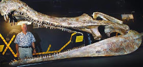 Sarcosuchus imperator