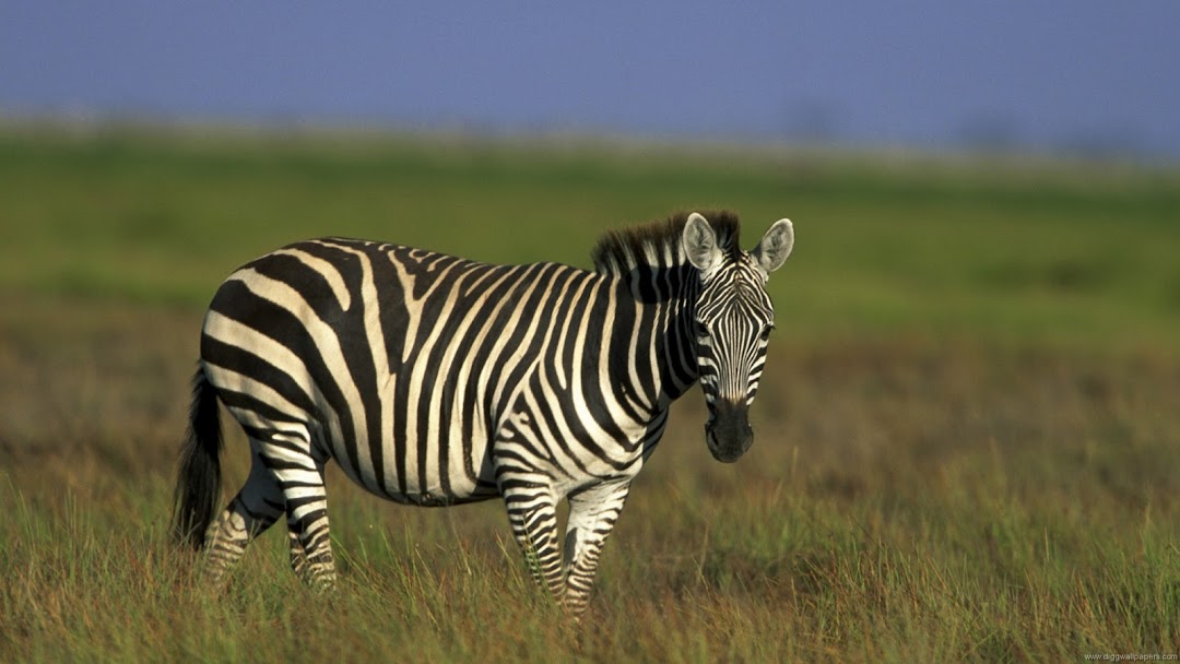 Zebra HD Wallpaper 9