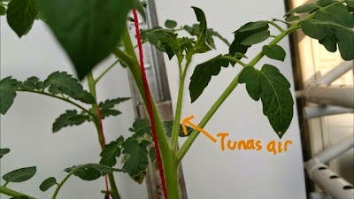 Tunas Air pada Pohon Tomat