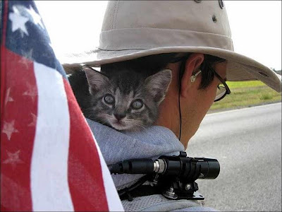 THE BACKPACKING KITTY