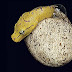 Snake Emerging From Egg