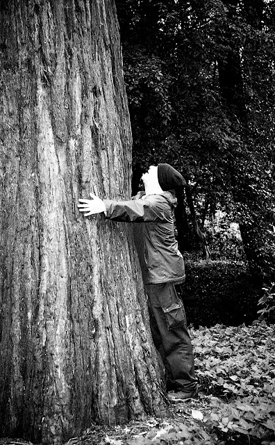 Sequoiadendron giganteum, Gimbornhof, Zevenaar, 2019