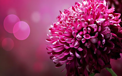 Beautiful Pink Flowers